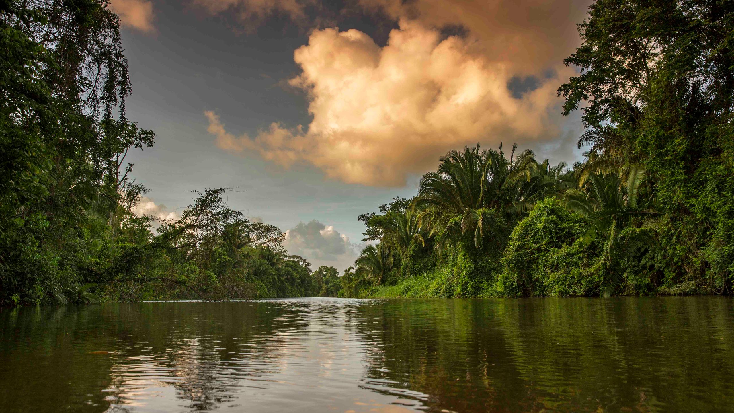 Mittelamerikanische Küste mit tropischer Vegetation